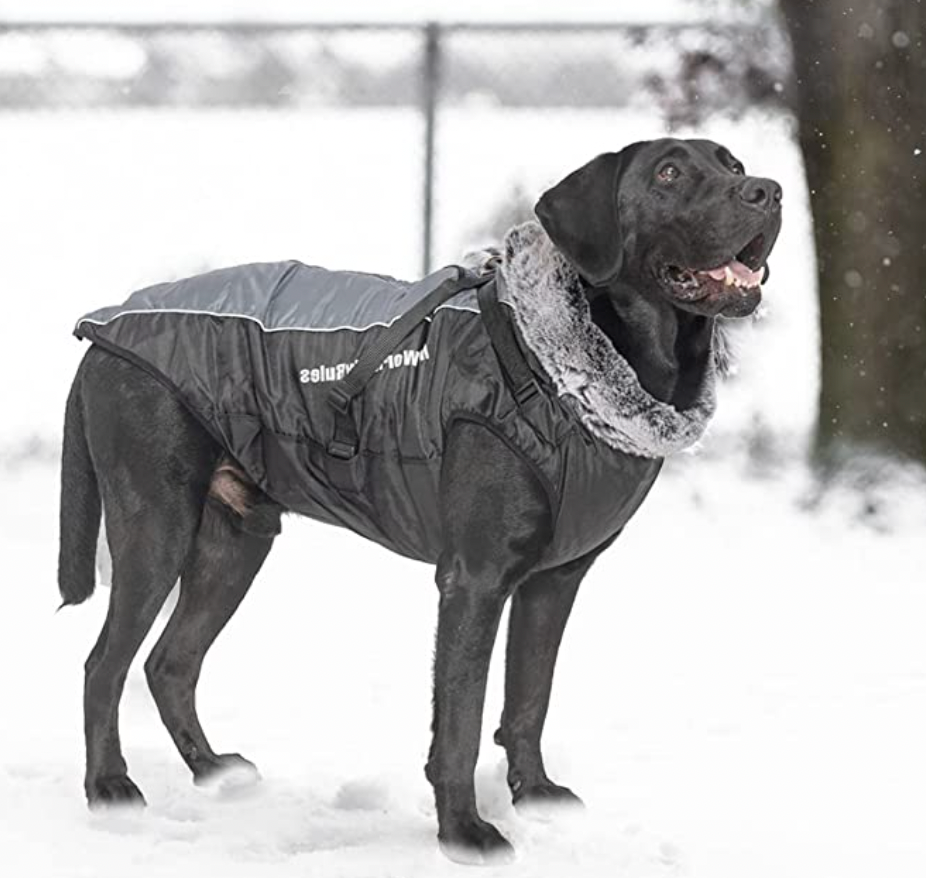 Weerbestendige Hondjacke voor Alle Seizoenen